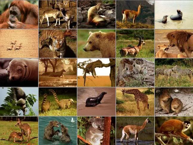 pictures of animals. the kinds of animals that