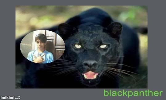 Forex black panther