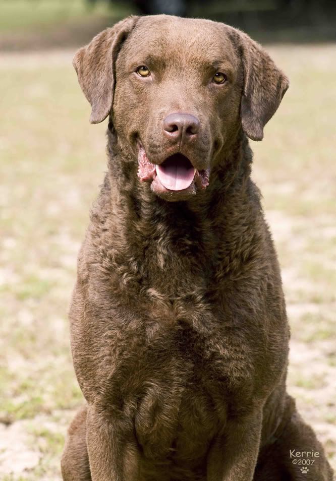 large brown dog