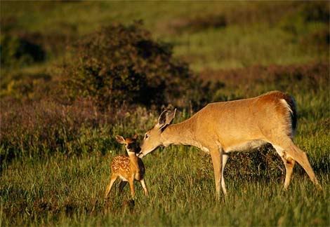 white tailed deer Pictures, Images and Photos