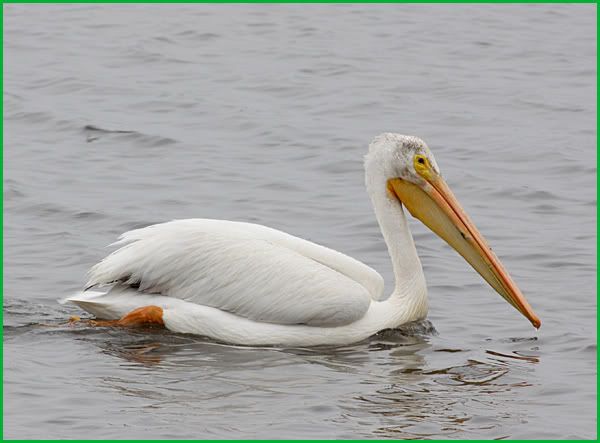 pelican chim bo nong