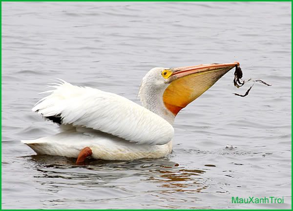 pelican chim bo nong