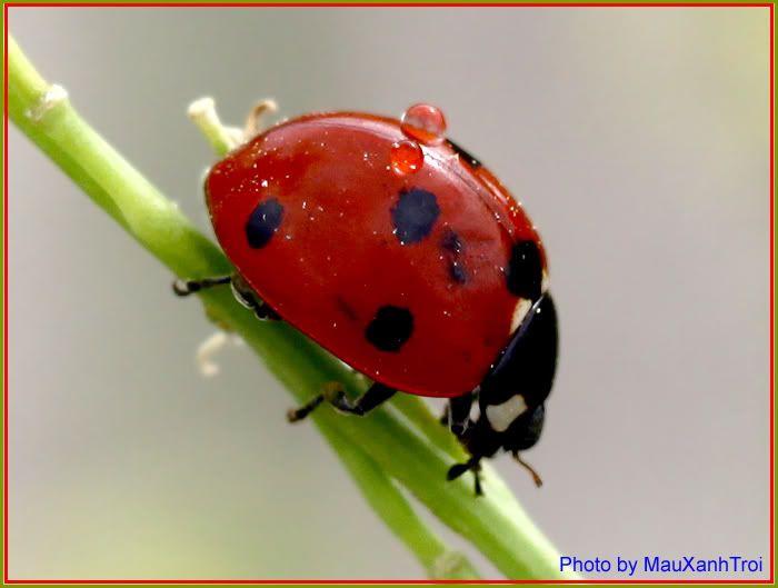 Ladybug