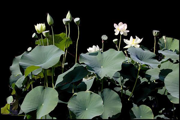 lotus flower hoa sen