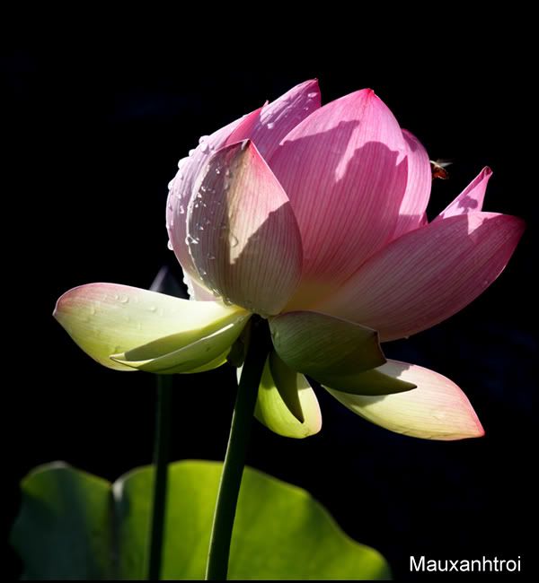 lotus flower hoa sen