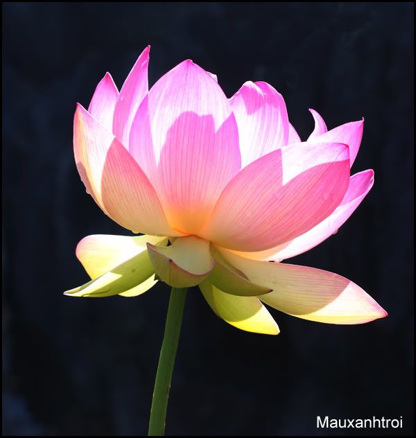 lotus flower hoa sen