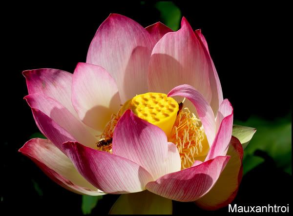 lotus flower hoa sen