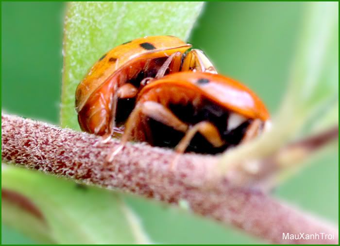 Ladybug