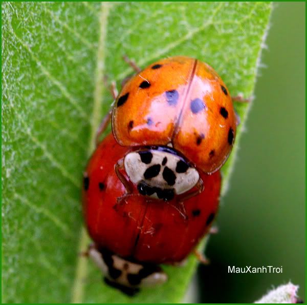 Ladybug