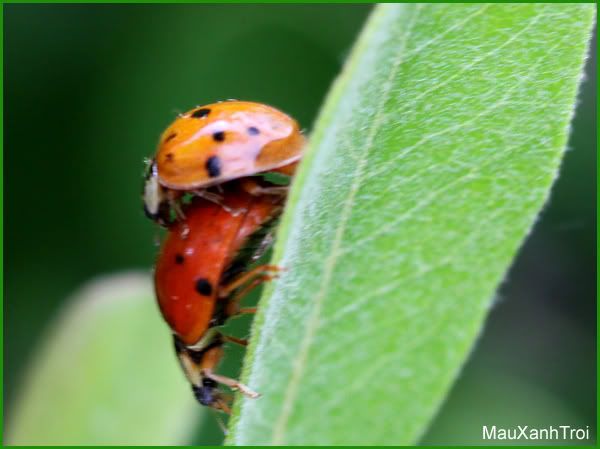 Ladybug