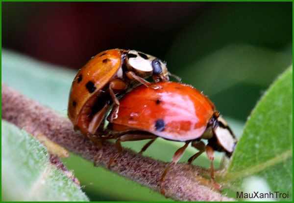 Ladybug