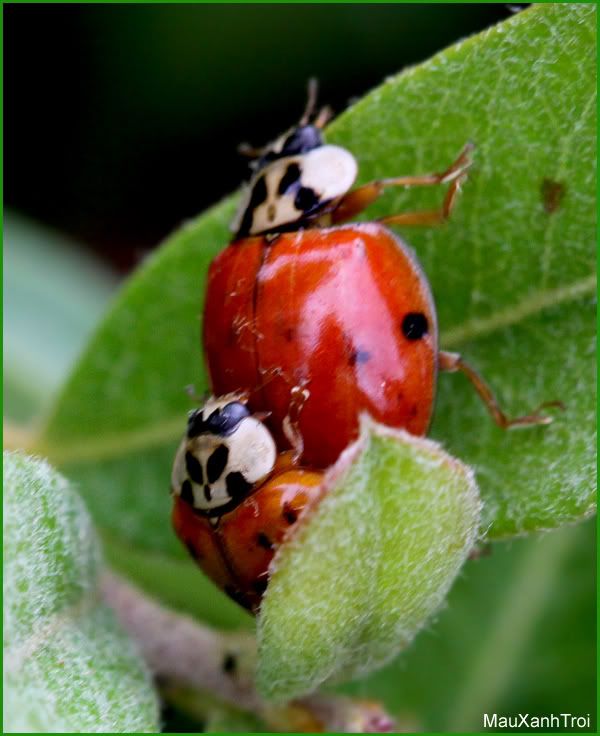 Ladybug