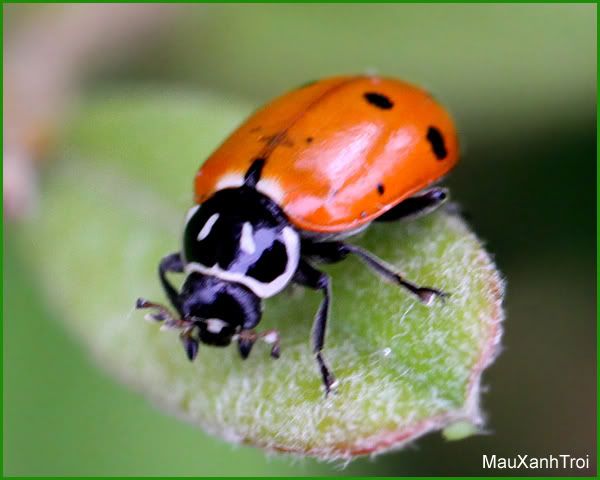 Ladybug