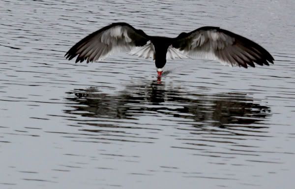 skimmer bird