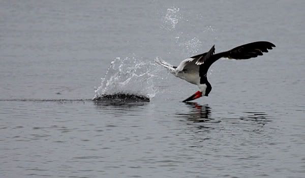 skimmer bird