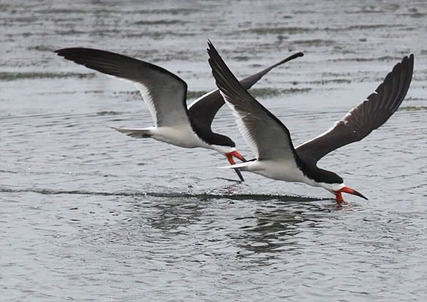 skimmer bird