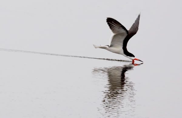 skimmer bird