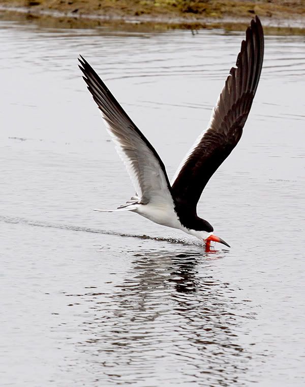 skimmer bird