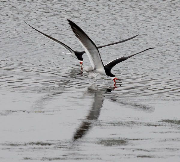 skimmer bird