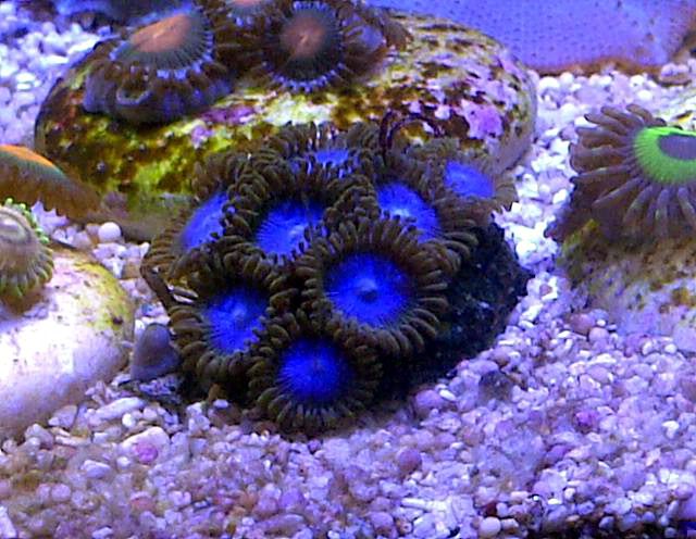 Bluezoa.jpg