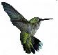 HummingbirdNC Avatar