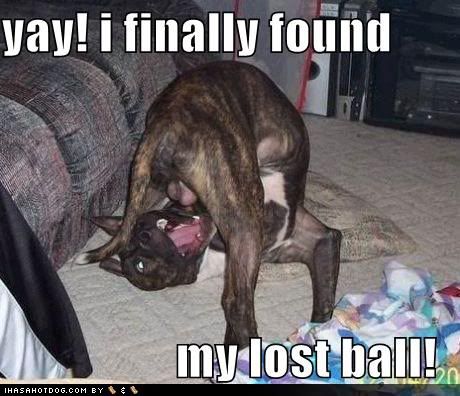 Funny  Pictures on Funny Dog Pictures Found Lost Ball Jpg Found It