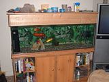 th_fish.jpg