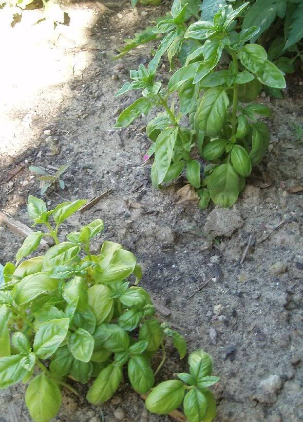 My basil leaves are turning yellow • Gardening Forum