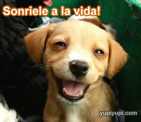 perrito-sonrie.jpg sorie a la vida image by geminis69666