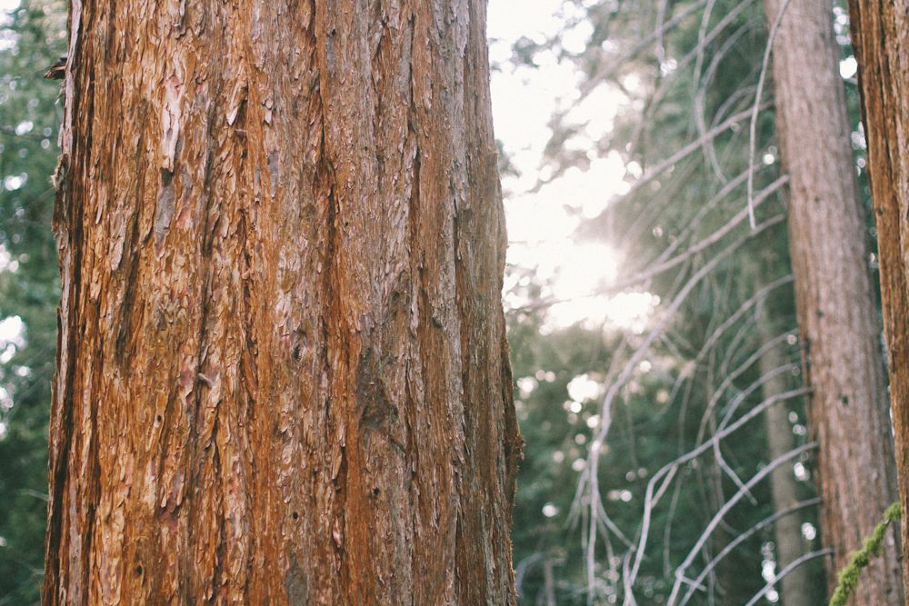  photo sequoia12_zps444ee183.jpg