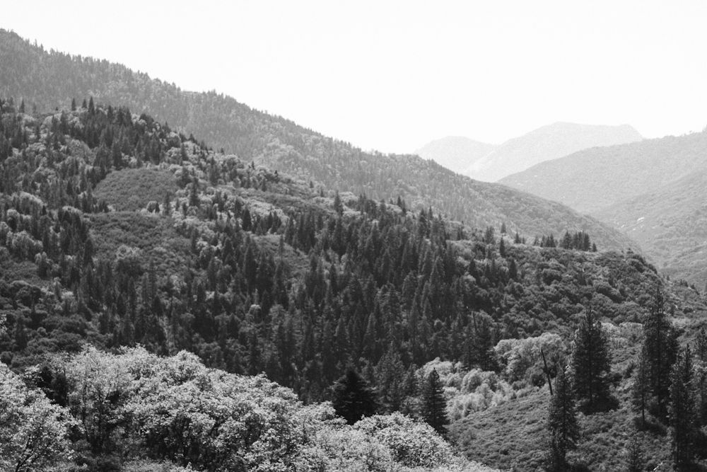  photo sequoia6_zps2bc9d56f.jpg