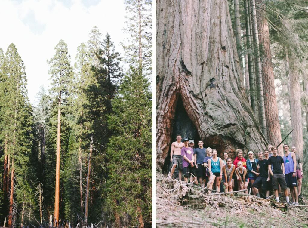  photo sequoia9_zps0755c5e1.jpg