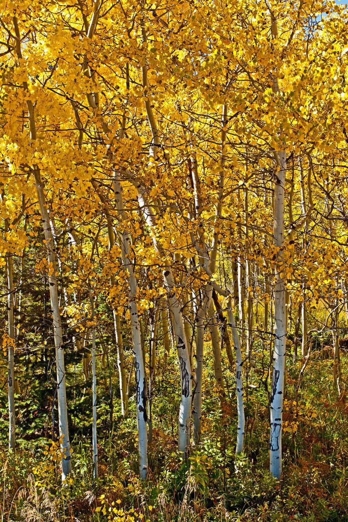 IMAGE: http://i575.photobucket.com/albums/ss196/priebra/DSLR/aspengrove1rs.jpg