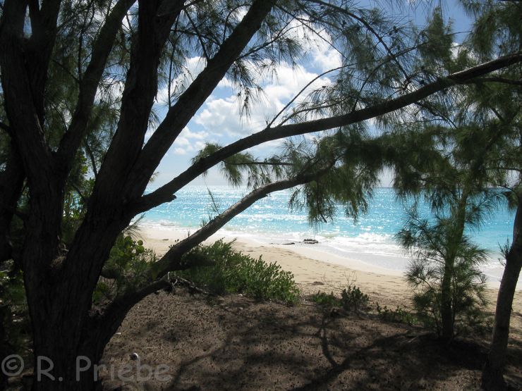 IMAGE: http://i575.photobucket.com/albums/ss196/priebra/Long%20Island/Diamondorig_zps58ceeba2.jpg