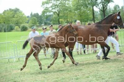 copyright Galop.be