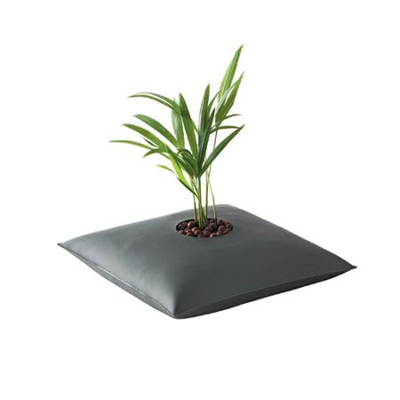 Pictures Of Plants Growing. the plants growing needs.