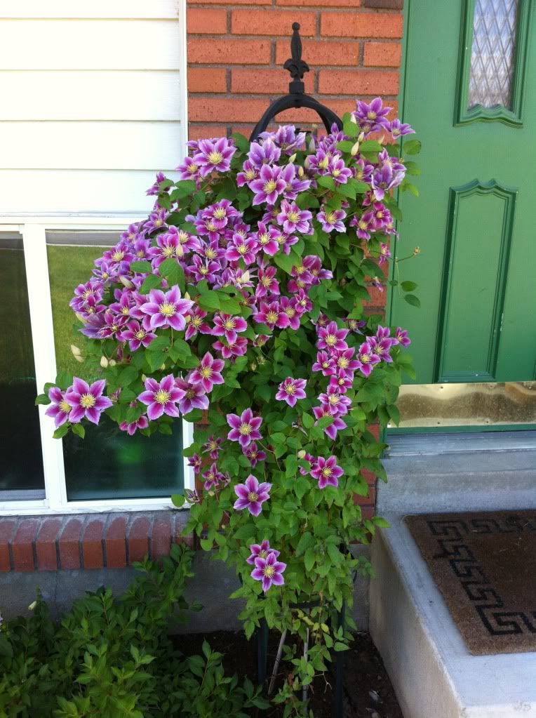 photo PiiluinBloom.jpg