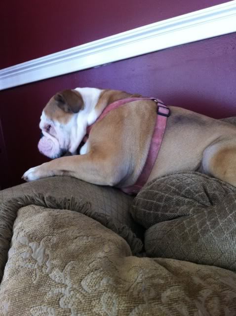 english bulldog