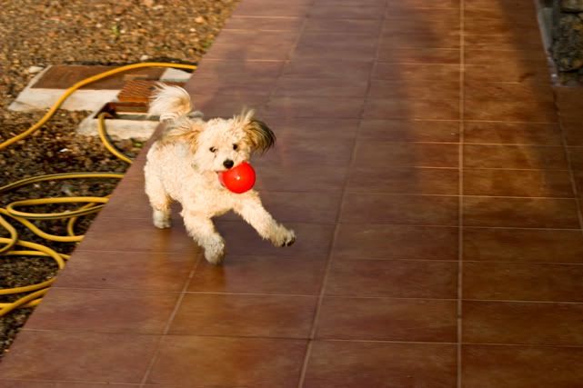 mascota,troy,juego de perros