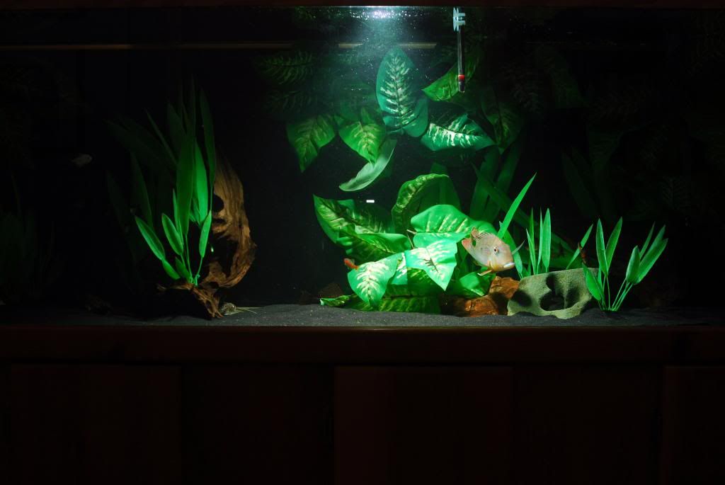Fake Plants (Images) Cichlid Fish Forum
